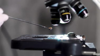 Bir bilim adamının mikroskobun camına örnek yerleştiren koruyucu bir eldiven teslim edişi. Yeşil fasulye örneğinin laboratuvar kalitesi kontrolü.