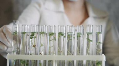 Laboratuvarda koruyucu eldiven giyen bir kimyager bitki örneğiyle birlikte test tüpü alır. Alternatif bir biyolojik enerji kaynağının modern teknolojileri. Modern biyoloji laboratuvarı.