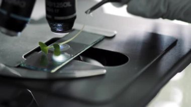 Bir bilim adamının, bitki örneği yerleştiren koruyucu bir eldiven teslim edişi. Laboratuvar kalite denetimi.