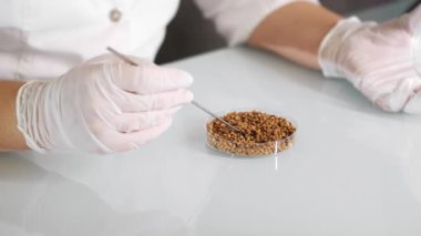 Bir bilim adamı, petri kabının kapağını karabuğdayla söken tıbbi bir eldiven verdi. Bilim adamları bir petri kabından örnek alıyorlar. Eko ürünler. Modern gıda laboratuvarı.