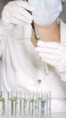 Laboratuvarda eldiven giyen bir biyolog test tüpünden bitki örneği çıkarıyor. Yemek Bilimi. Besin ekimi ve üretimi için laboratuarda bitki büyümesini optimize etmek. Dikey video.