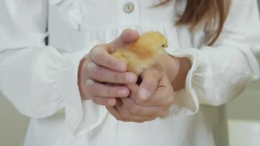 Yeni doğmuş sarı bir yavruyu dikkatlice tutan küçük bir kızın elleri. Paskalya pilici bir kızın ellerinde. Mutlu Paskalyalar Kutlaması.