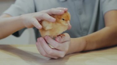 Sarı yeni doğmuş bir yavruyu dikkatlice tutan ve okşayan küçük bir çocuğun elleri. Paskalya pilici bir erkeğin elinde. Mutlu Paskalyalar Kutlaması.