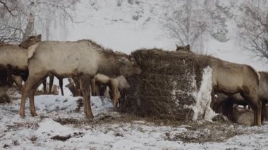 Maral, arka planda karla kaplı dağlar olan bir milli parkta saman yiyor. Sibirya dağlarındaki vahşi yaşam alanlarında geyik.