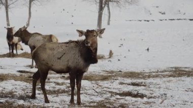 Kızıl bir geyik arka planda karla kaplı dağlarla ulusal bir rezerv içinde duruyor ve etrafa bakıyor. Sibirya dağlarındaki vahşi yaşam alanlarında geyik.