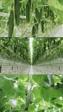 Serada yetişen taze salatalıklardan oluşan çoklu ekran kolajı. Modern sebze üretimi. Modern sera. Salatalıklar hidroponik olarak büyüdü. Serada salatalık yetiştirmek. Dikey video.