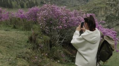 A female tourist with a backpack on her shoulders, walking in the mountains, approaches a flowering bush and takes a photo on her phone. Spring mountain vacation.