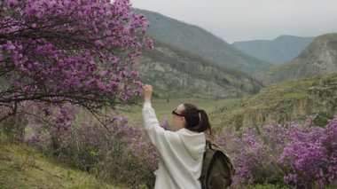 A female tourist with a backpack on her shoulders approaches a flowering bush and smells the scent of mountain pink flowers. A mountain vacation in spring.