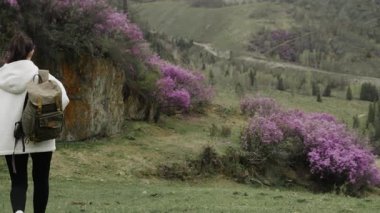A female tourist with a backpack on her shoulders walks through the mountains among blooming alpine flowers. A mountain vacation in spring.
