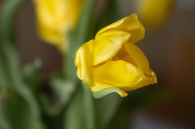 Bahar sarısı laleler bir bukette