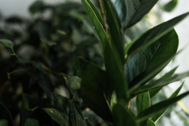 Bir tencerede yeşil yaprakları ile bitki