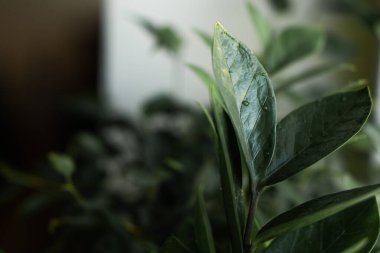 Bir tencerede yeşil yaprakları ile bitki