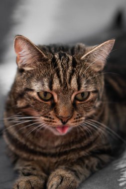 Yumuşak ve güzel kedi sana bakıyor.