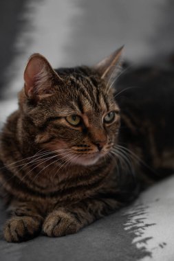 Yumuşak ve güzel kedi sana bakıyor.