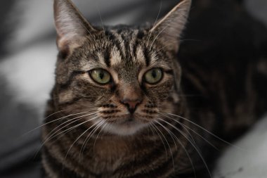 Yumuşak ve güzel kedi sana bakıyor.