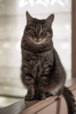 Yumuşak ve güzel kedi sana bakıyor.