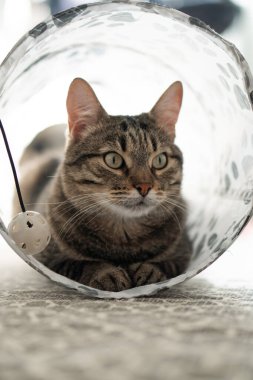 Kanepede yatan sevimli kedi. Evcil hayvan. kedi.