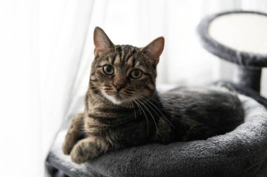 Kedi kanepede yatıyor.