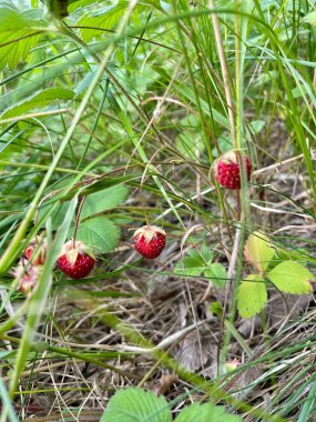 Çilekli. Yabanmersini. Yaz. Yeşil