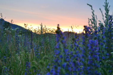 Bahçedeki güzel çiçekler