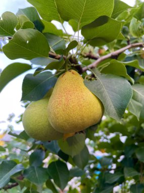 Olgun sarı elmalar ağaçta