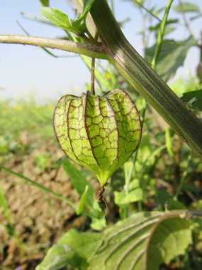 Physalis minima, yerli bektaşi üzümü.