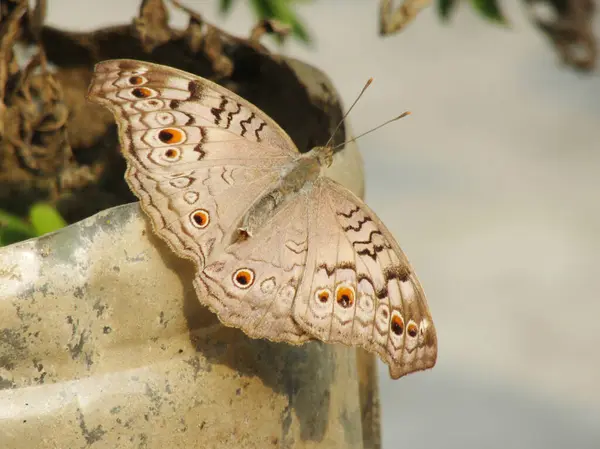 Kelebeklerin altı eklem bacağı, bir çift anten ve kafa, göğüs (göğüs) ve karın (kuyruk ucu) adı verilen üç vücut parçası vardır. Dört kanat ve bir kelebeğin altı bacağı göğüs kafesine bağlıdır..