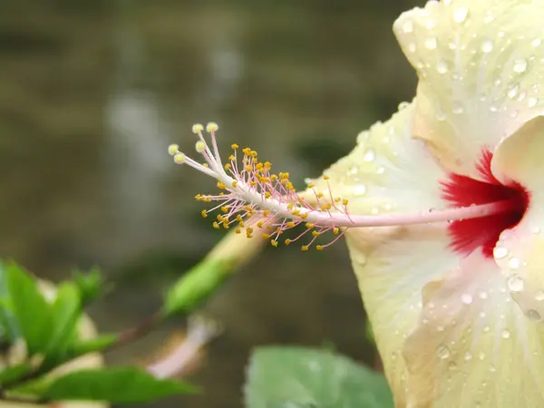 Hibiscus yaprakları yumurtlatıcıdır, basittir. Uzun bir sapın etrafında spiral bir şekilde dizilmişlerdir. Tabanda birleştirilen beş serbest taç, beyaz, sarı veya kırmızı olabilir..