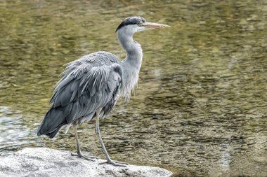 Gri balıkçıl avcıda.