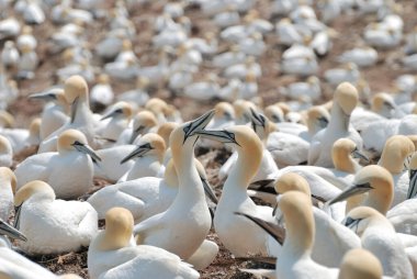 Büyük bir beyaz grup - sümsük kuşları