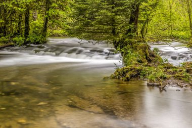 Ağaçtaki ağaçkakan