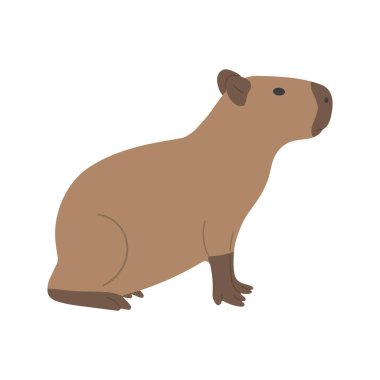 Capybara, beyaz arka planda sevimli 29 numara, vektör illüstrasyonu. Capybara en büyük kemirgendir..