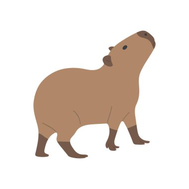 Capybara single 24 beyaz arka planda şirin, vektör illüstrasyonlu. Capybara en büyük kemirgendir..