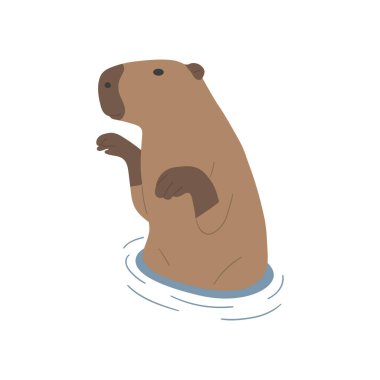 Capybara, beyaz arka planda şirin 19 numara, vektör illüstrasyonu. Capybara en büyük kemirgendir..