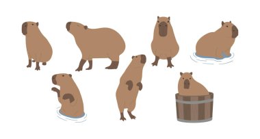 Capybara 3 beyaz arka planda sevimli, vektör illüstrasyonu. Capybara en büyük kemirgendir..