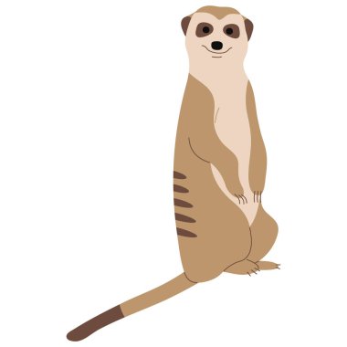 Meerkat Tek 20 sevimli beyaz arka plan, vektör illüstrasyon