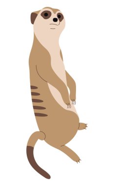Meerkat Tek 4 beyaz arkaplan üzerinde şirin, vektör illüstrasyonu
