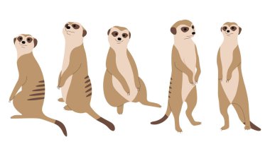 Beyaz arkaplanda tatlı Meerkat 3, vektör illüstrasyonu