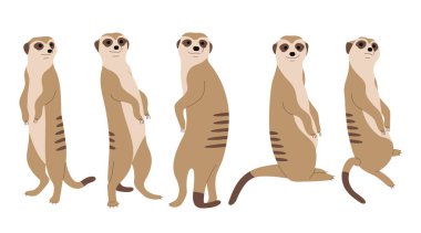 Beyaz arkaplanda Meerkat 1 şirin, vektör illüstrasyonu
