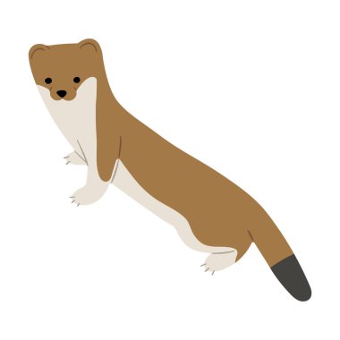 Gelincikler, gelincikler ve gelincikler beyaz arka planda, vektör illüstrasyonu. Gelinciklerin uzun, ince bir gövdesi vardır ve kuyruğu da siyah bir uçla biter. Kürkleri, beyaz kremalı kestaneye kumlu-kahverengidir, bazı gelincikler tamamen dönüşür.