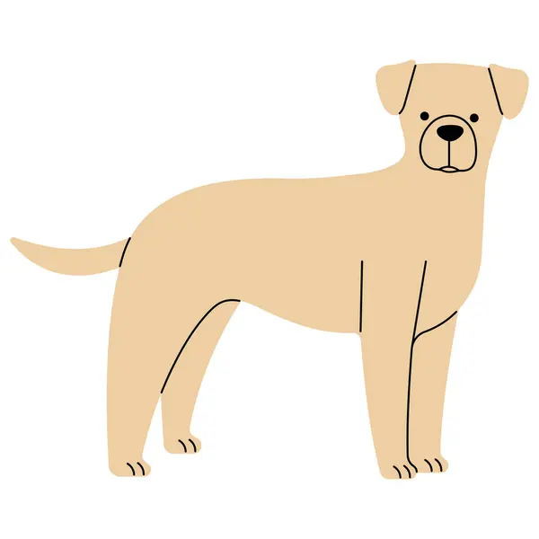 Labrador Drăguț Fundal Alb Ilustrație Vectorială — Vector de stoc