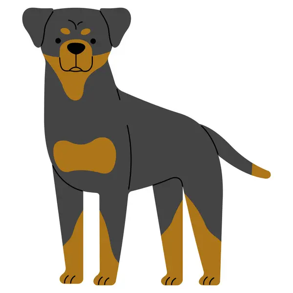 Rottweiler Drăguț Fundal Alb Ilustrație Vectorială — Vector de stoc
