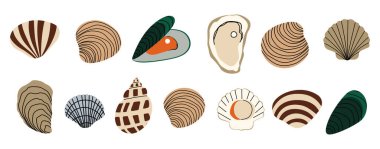 Beyaz arkaplanda deniz kabukluları 1 şirin, vektör illüstrasyonu.