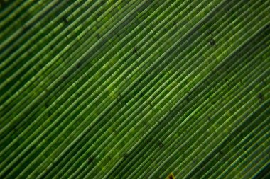 Helikonya yaprağı arka planı. Helikonya yaprağı dokusu.