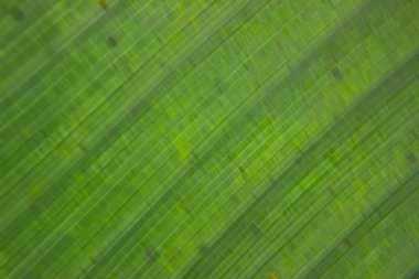 Helikonya yaprağı arka planı. Helikonya yaprağı dokusu.