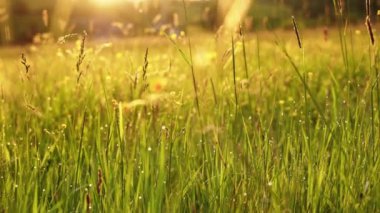 Güneşli yaz sabahının erken saatlerinde çayır. Düşük açı görünümü.
