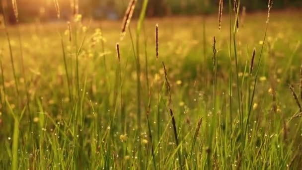 Sunny Morning Meadow Summer Dew Grass Warm Colors — Stock Video
