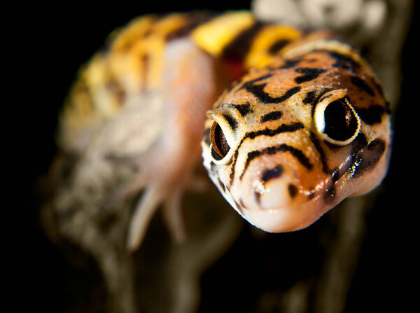 Closeup view o an orange leopard gecko head.