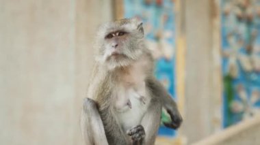 Makak maymunun oturduğu ve kendini kaşıdığı yakın plan..