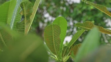 Yağmurda tropik bir ağacın ıslak yeşil yaprakları.. 
